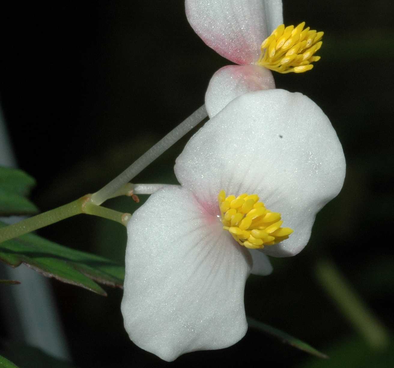 Begoniaceae Begonia partita