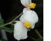 image of Begonia partita