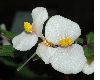 image of Begonia partita
