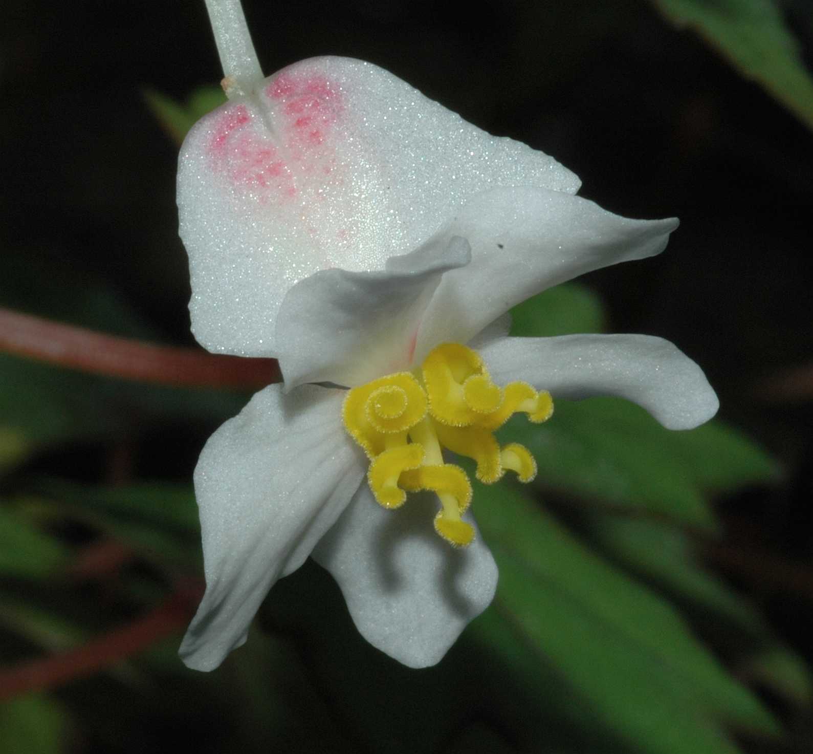Begoniaceae Begonia partita