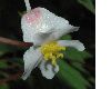 image of Begonia partita