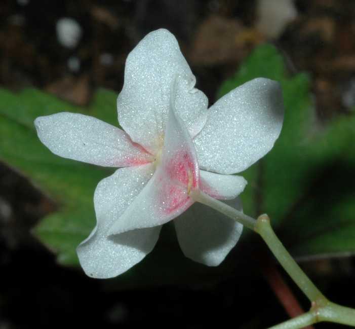 Begoniaceae Begonia partita