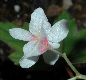 image of Begonia partita