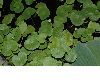 image of Hydrocotyle leucocephala