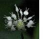 image of hydrocotyle leucocephala