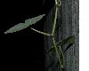 image of hydrocotyle leucocephala
