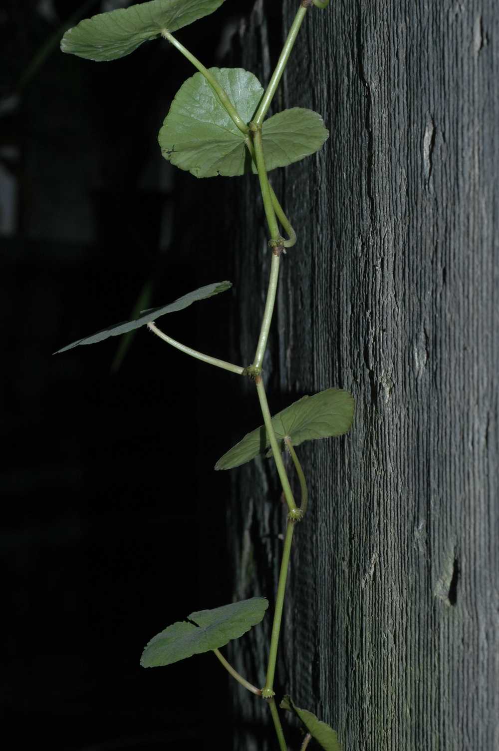 Araliaceae hydrocotyle leucocephala