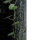 image of hydrocotyle leucocephala