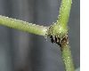 image of hydrocotyle leucocephala