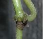 image of hydrocotyle leucocephala
