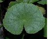 image of hydrocotyle leucocephala