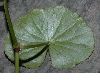 image of hydrocotyle leucocephala