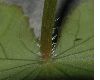 image of hydrocotyle leucocephala
