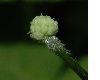 image of hydrocotyle leucocephala