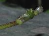 image of hydrocotyle leucocephala