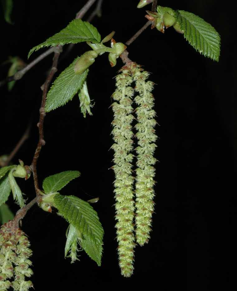 Betulaceae Ostrya virginiana