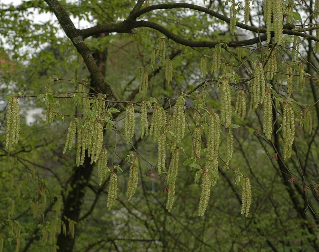 Betulaceae Ostrya virginiana
