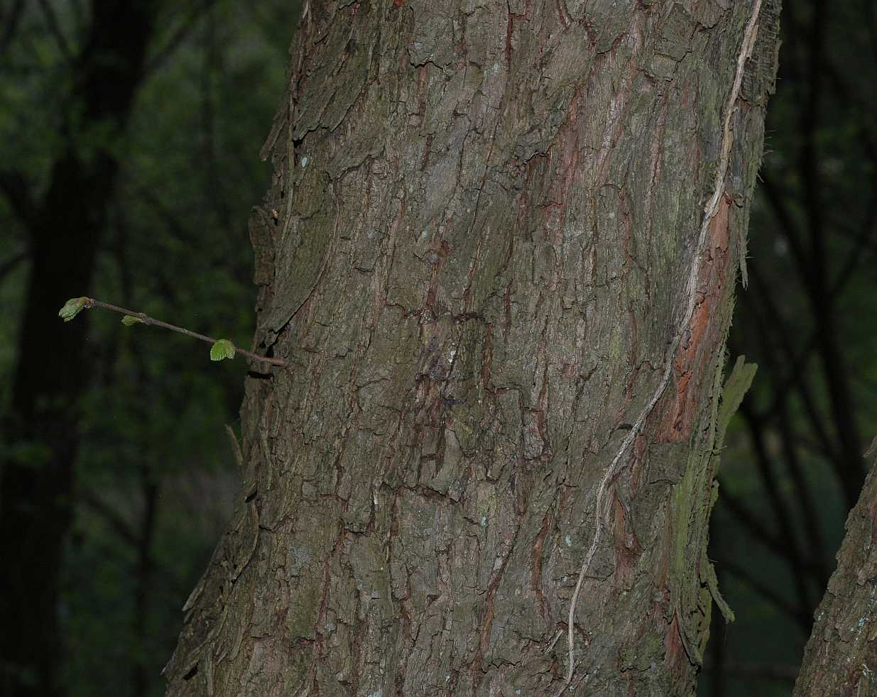 Betulaceae Ostrya virginiana