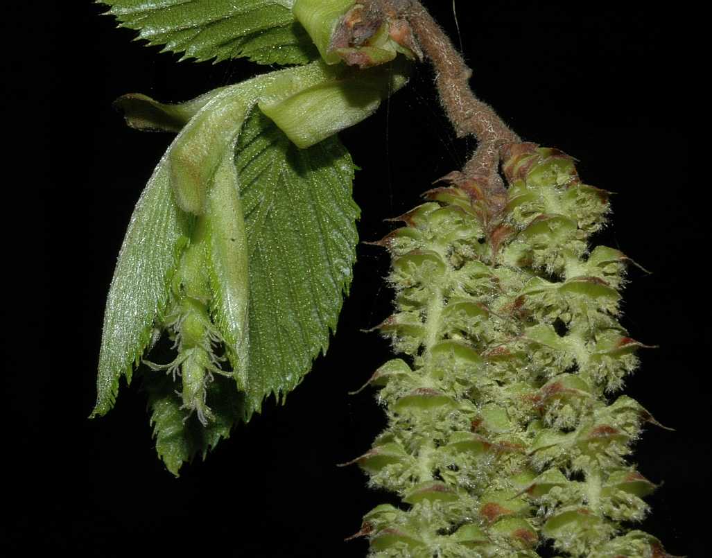 Betulaceae Ostrya virginiana
