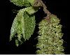 image of Ostrya virginiana