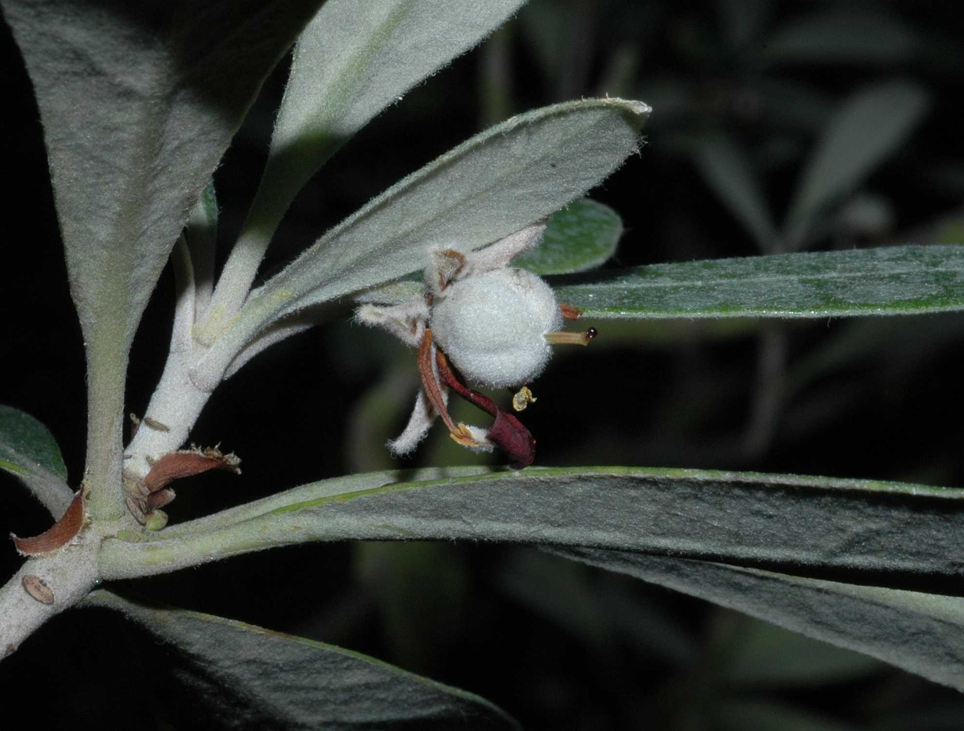 Pittosporaceae Pittosporum crassifolium