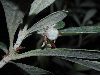 image of Pittosporum crassifolium