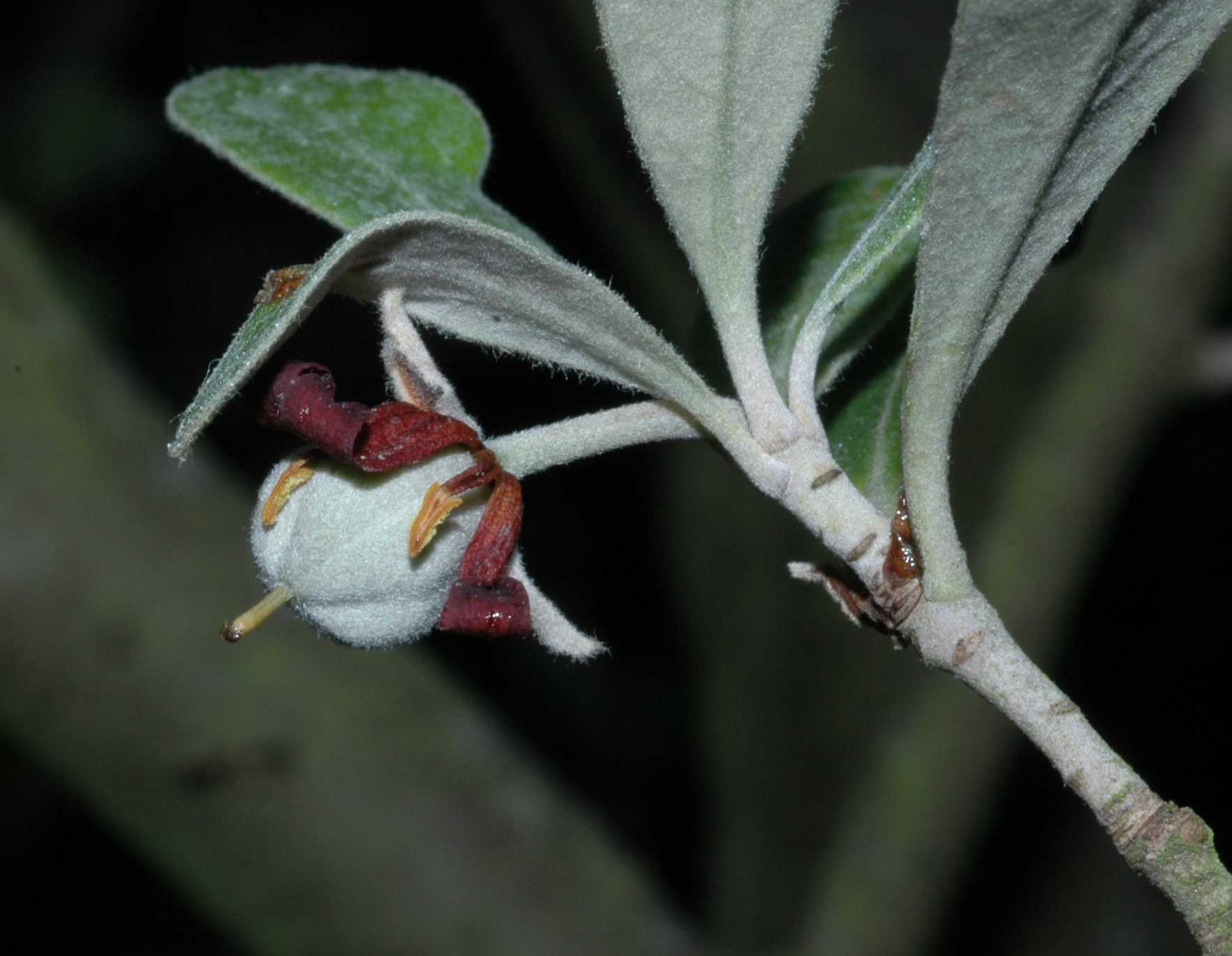 Pittosporaceae Pittosporum crassifolium