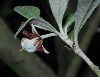 image of Pittosporum crassifolium
