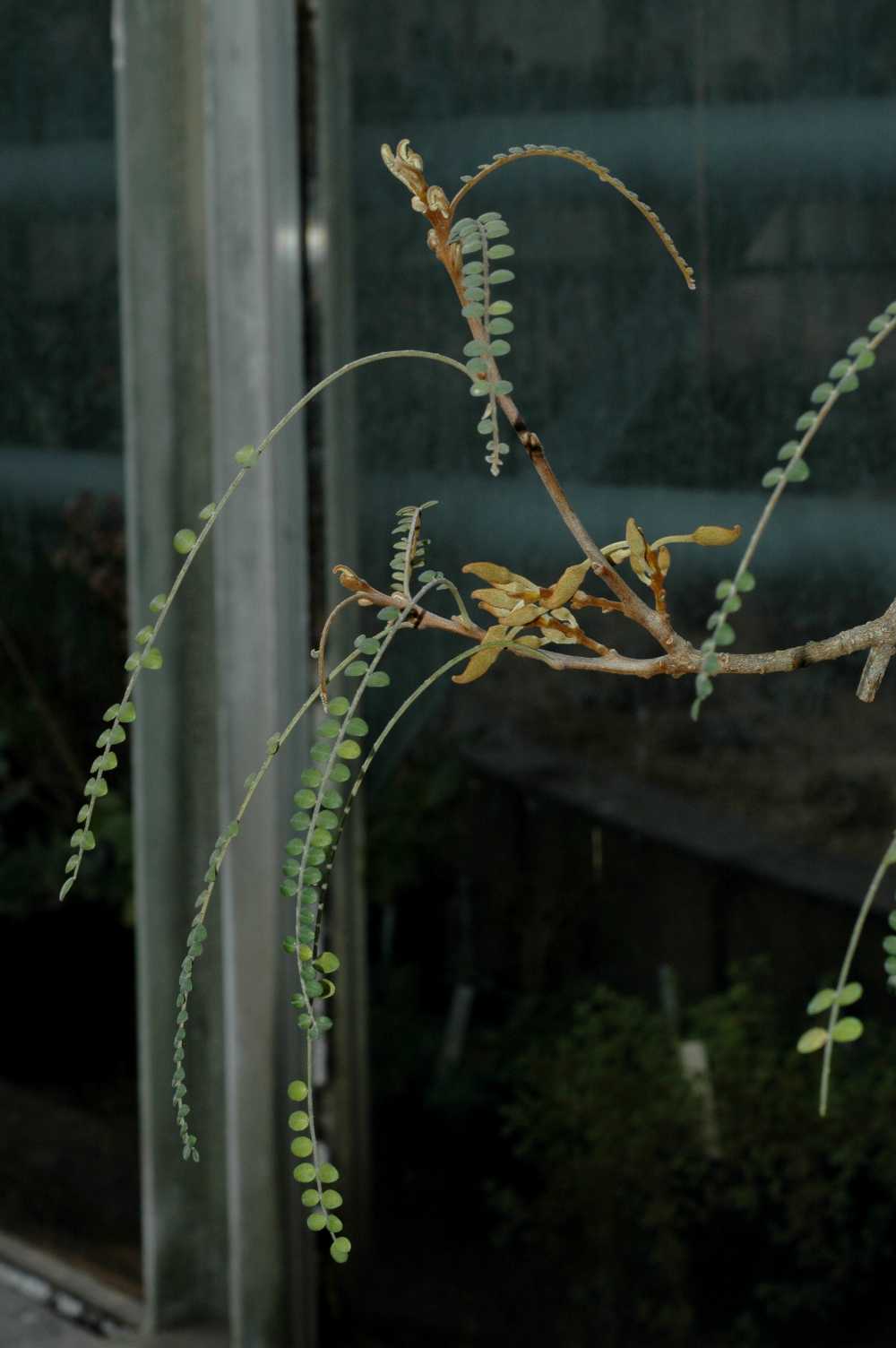 Fabaceae Sophora microphylla