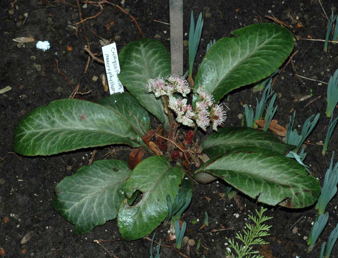 Saxifragaceae Chrysosplenium macrophyllum