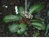 image of Chrysosplenium macrophyllum