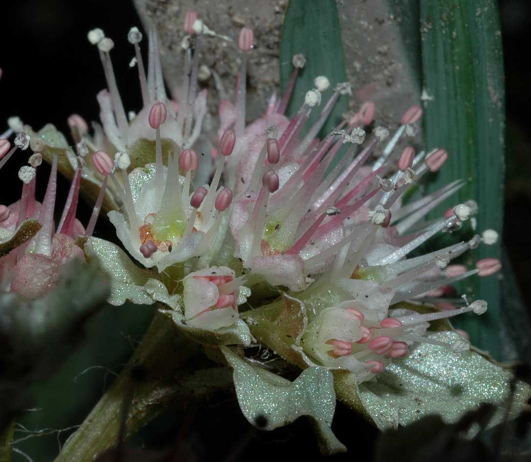 Saxifragaceae Chrysosplenium macrophyllum