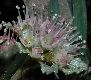 image of Chrysosplenium macrophyllum