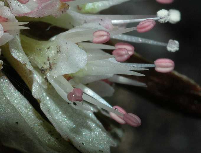 Saxifragaceae Chrysosplenium macrophyllum