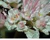 image of Chrysosplenium macrophyllum