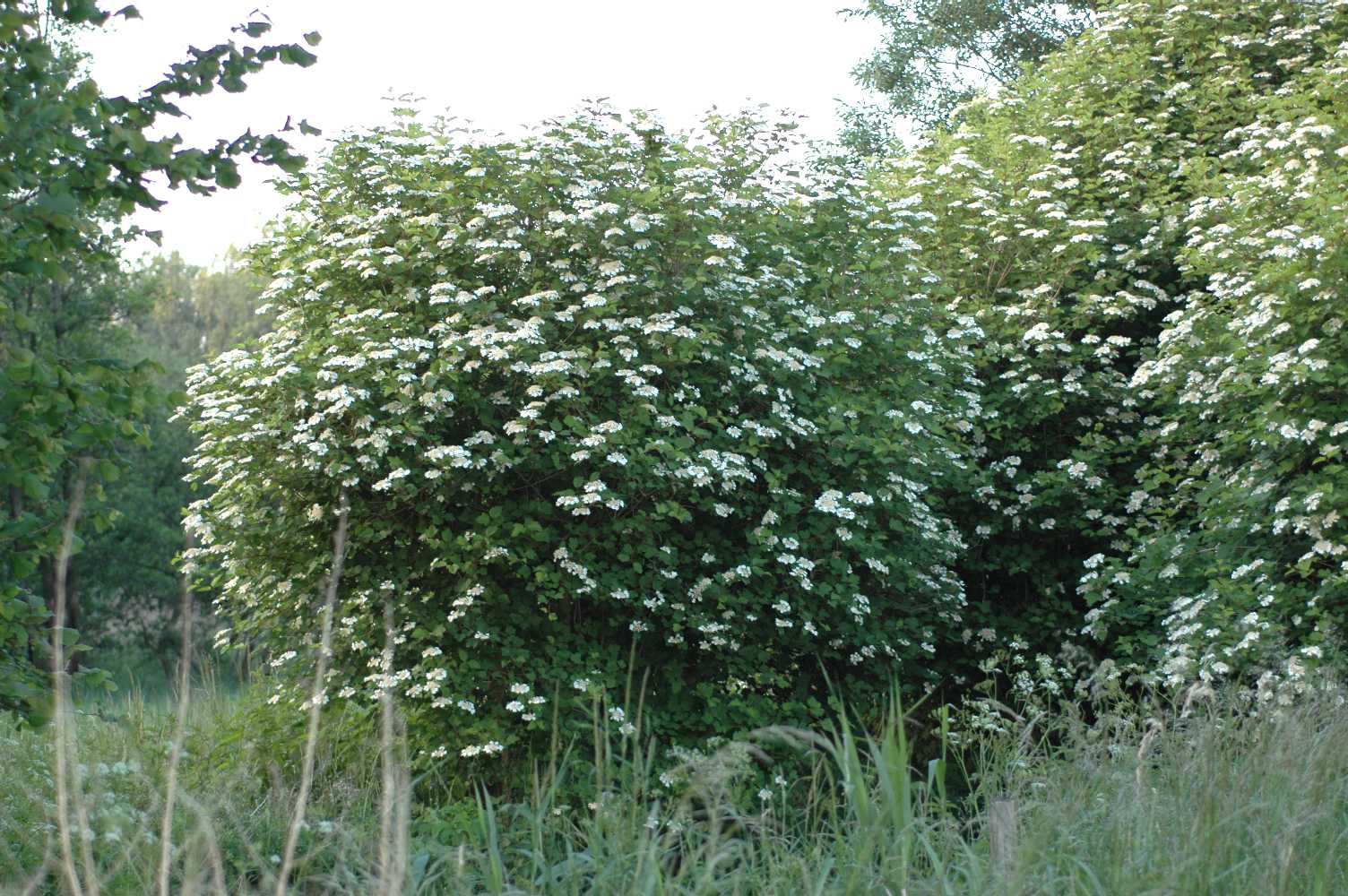 Adoxaceae Viburnum opulus