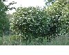 image of Viburnum opulus