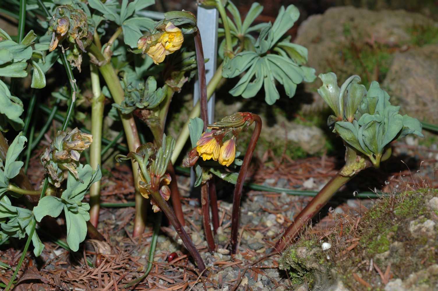Berberidaceae Gymnospermium albertii
