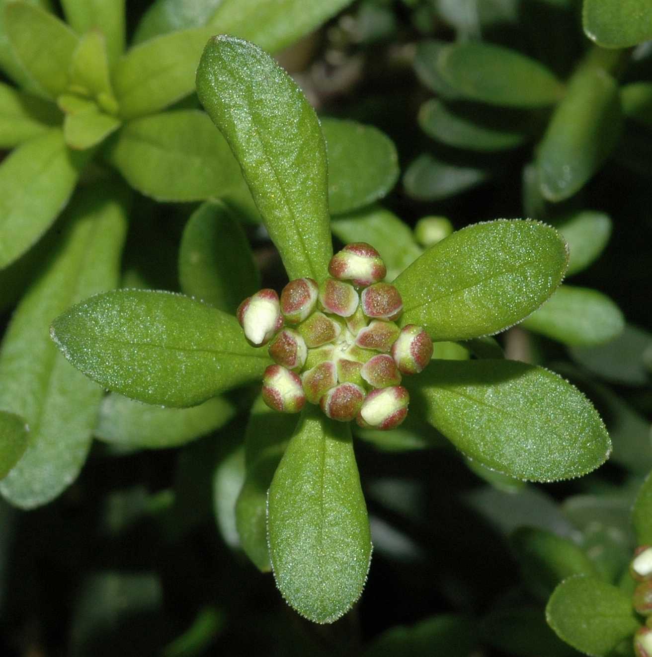 Brassicaceae Iberis sempervirens