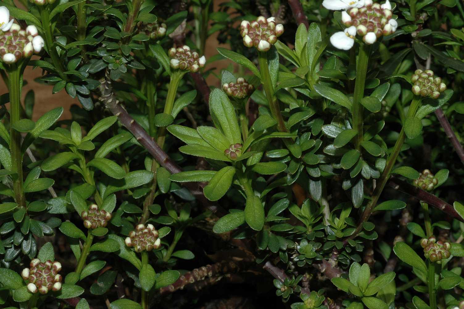 Brassicaceae Iberis sempervirens