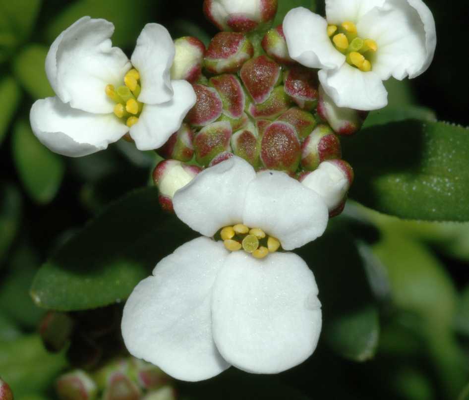 Brassicaceae Iberis sempervirens