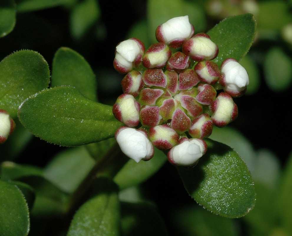 Brassicaceae Iberis sempervirens