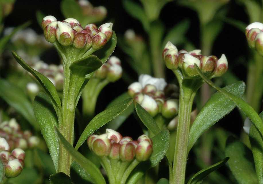 Brassicaceae Iberis sempervirens