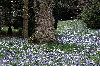 image of Crocus tomasinianus