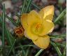 image of Crocus angustifolius