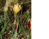 image of Crocus angustifolius