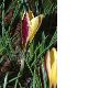 image of Crocus angustifolius