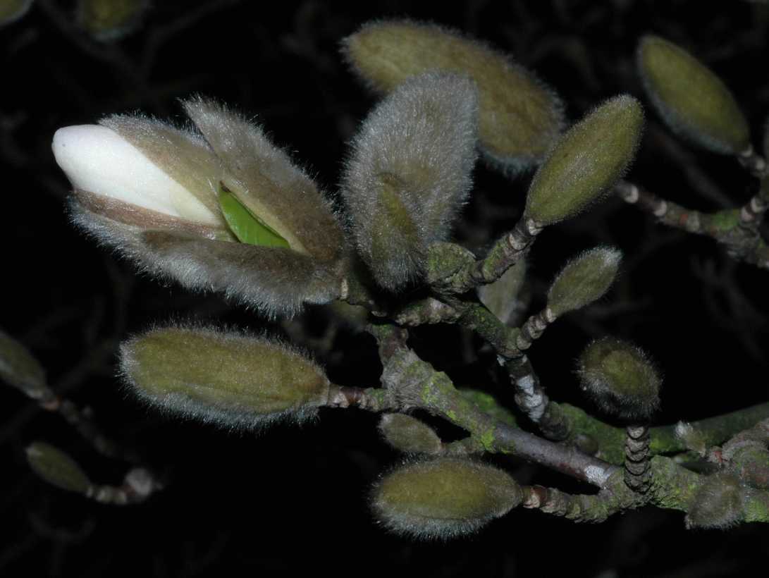 Magnoliaceae Magnolia stellata