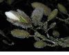 image of Magnolia stellata