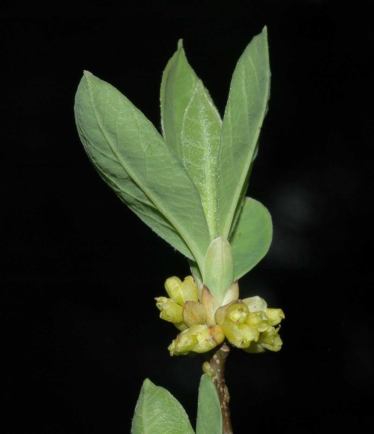 Lauraceae Lindera benzoin